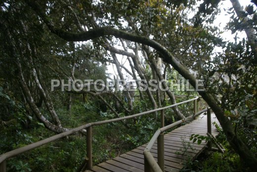 parque-fray-jorge013