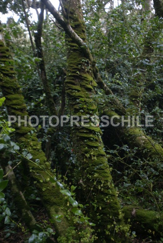 parque-fray-jorge014